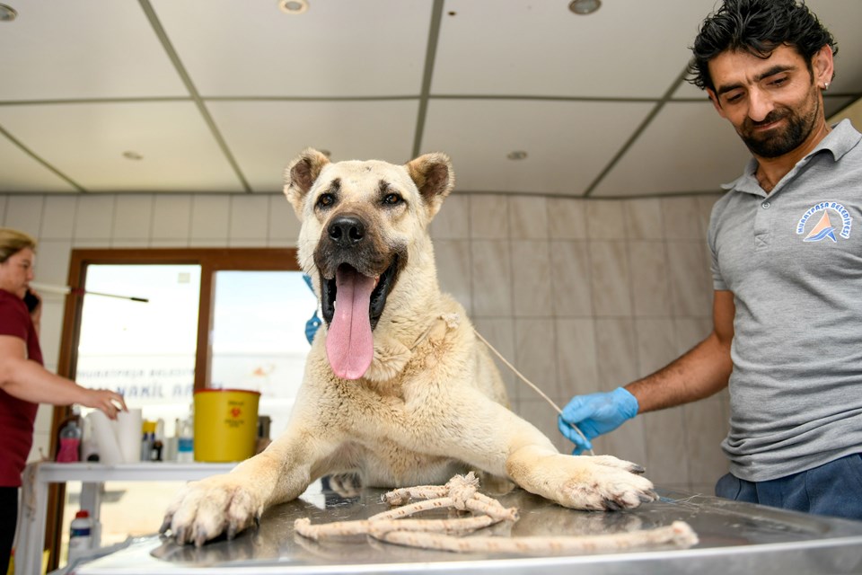 Kamyonet arkasında sürüklenen köpek tedaviye alındı, sürücüye 196 lira ceza - 1