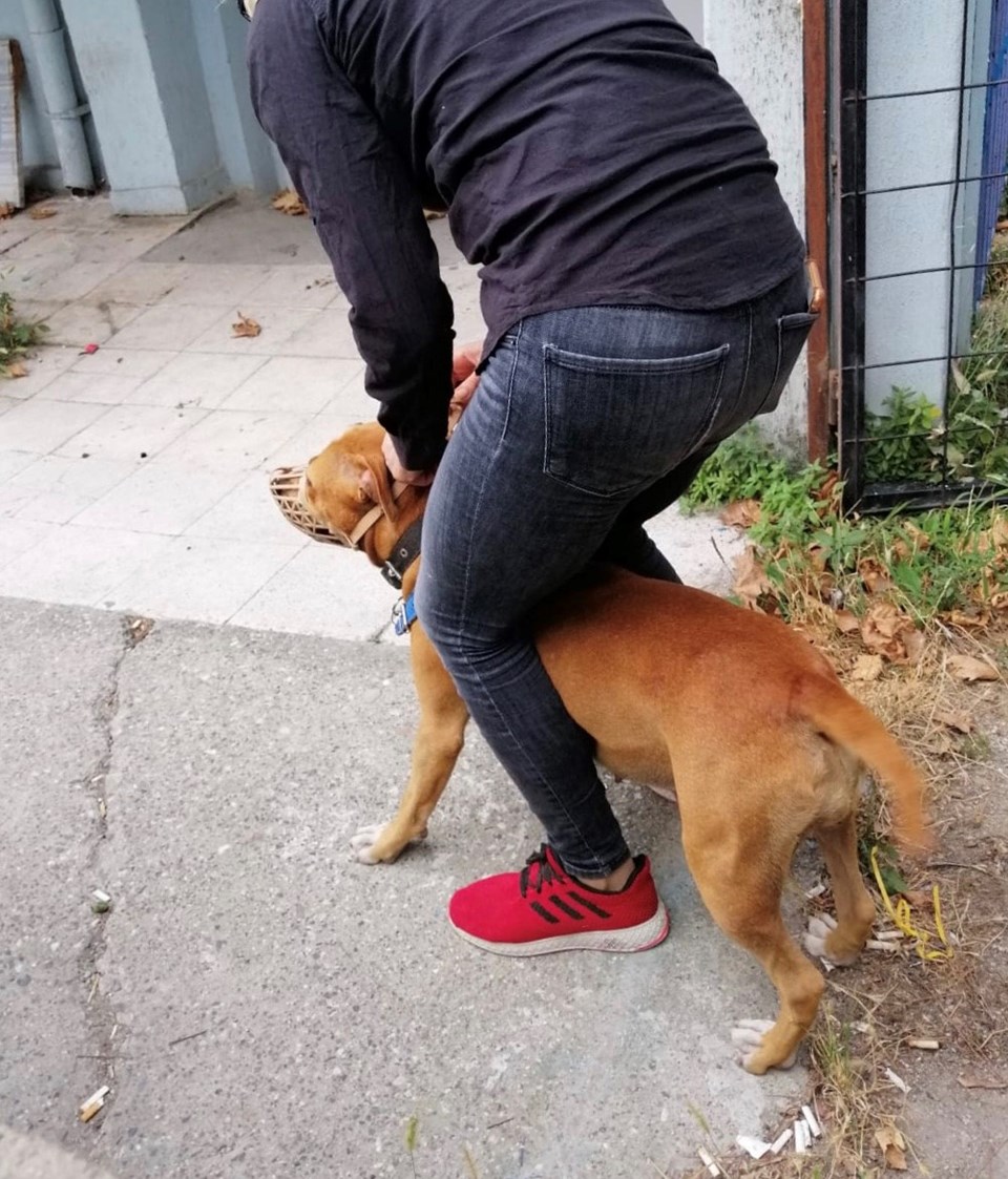 Pitbull�un saldırdığı gebe kedi öldü, sahibine 7 bin TL ceza NTV