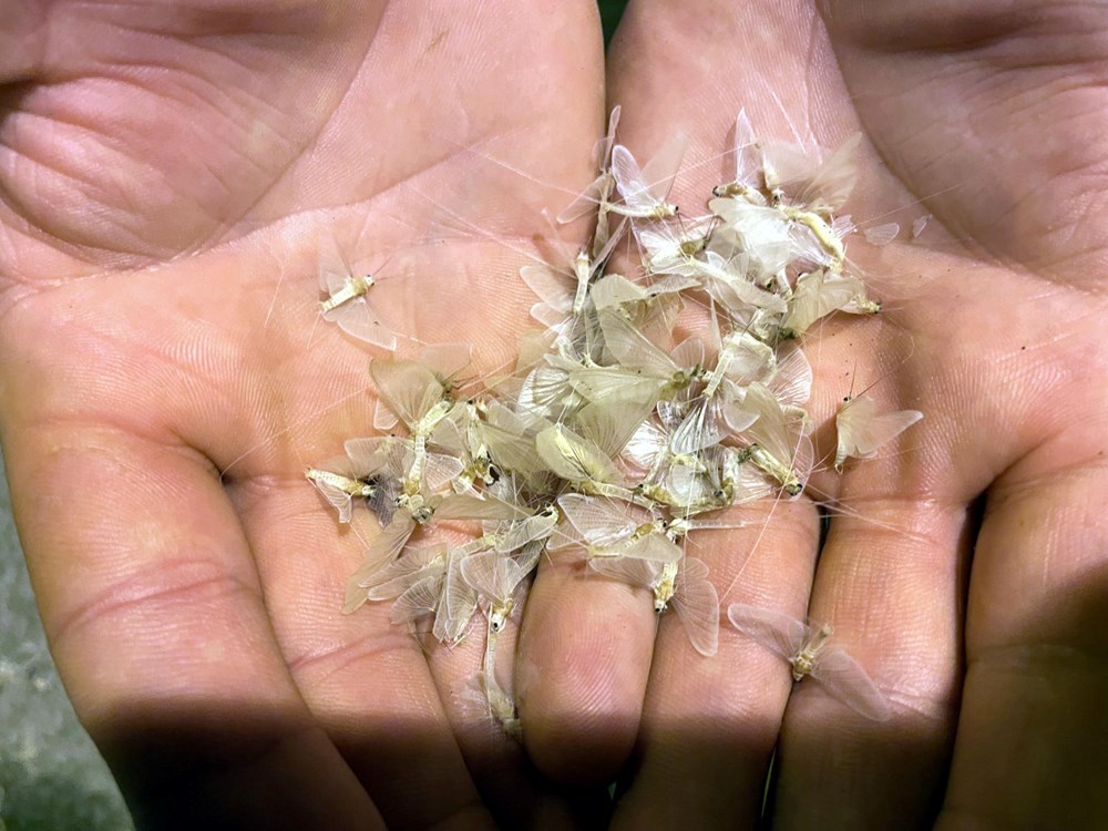 Ardahan'da 'bir günlükler'in ölüm uçuşu başladı - 6