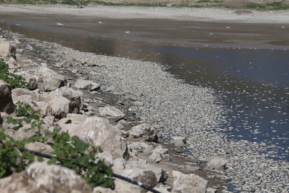 Bursa'da binlerce balık kıyıya vurdu - 2