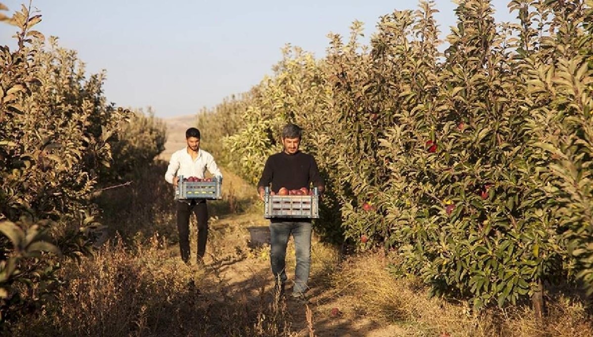 Kış meyveleri de pahalı olacak