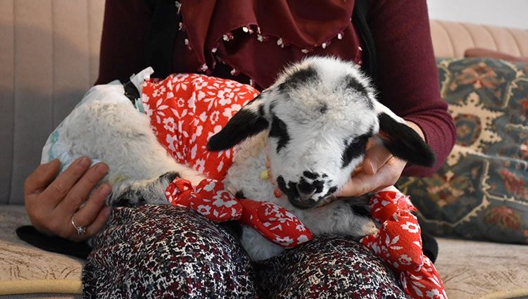 Evinde biberonla beslediği kuzusunu sokakta gezdirip alışverişe götürüyor