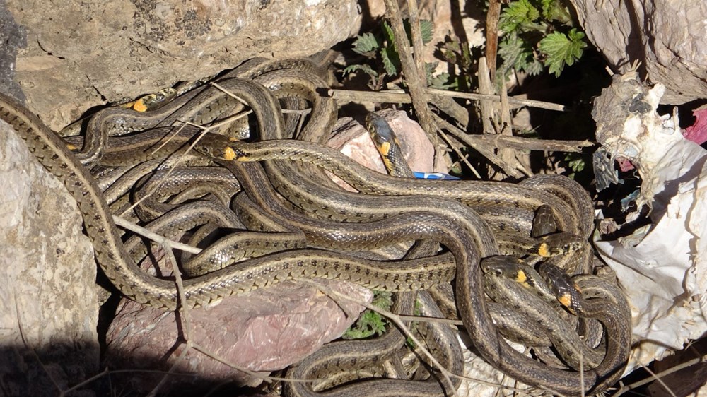 Yüksekova'da sürü halindeki yılanlar Brezilya'nın 'Yılan Adası'nı andırıyor - 4