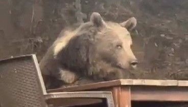 Lokantaya giren ayı masaya oturup servis bekledi