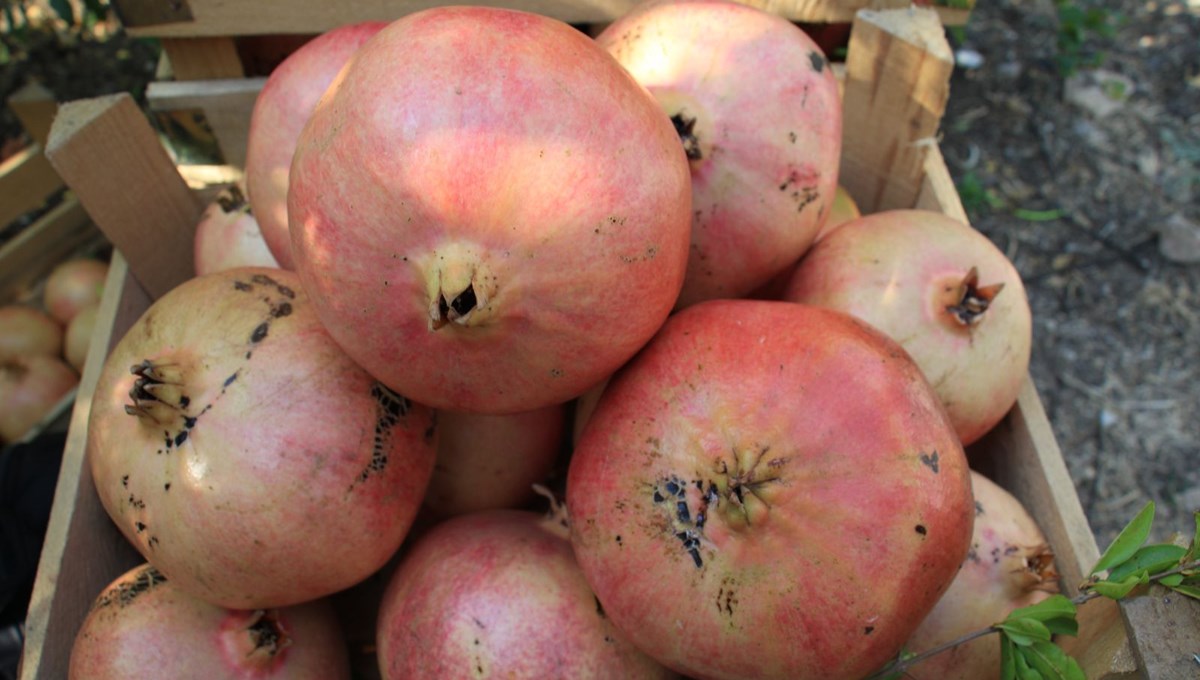 Bu narların tanesi 1,5 kilo