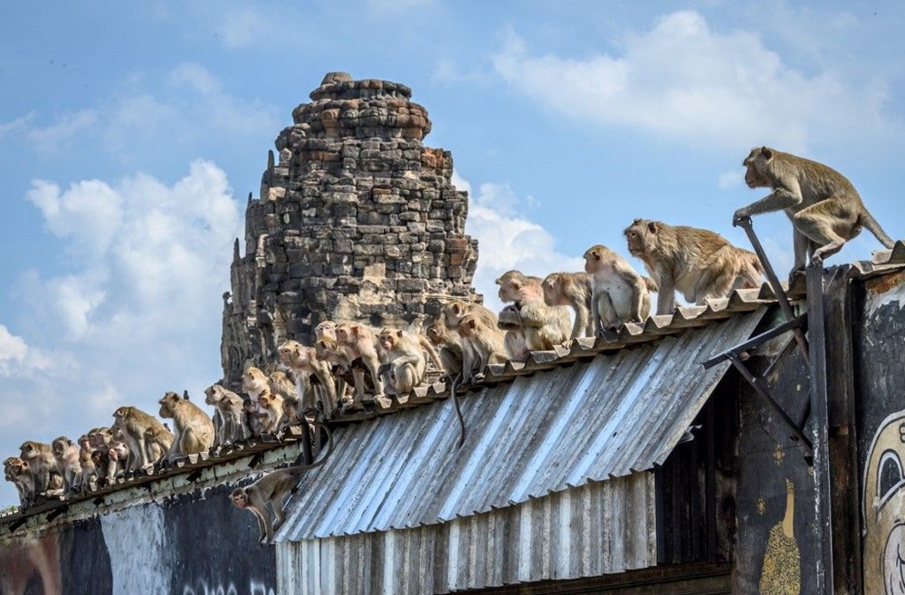 Tayland'ın Lopburi kentinin hakimi maymunlar - 1