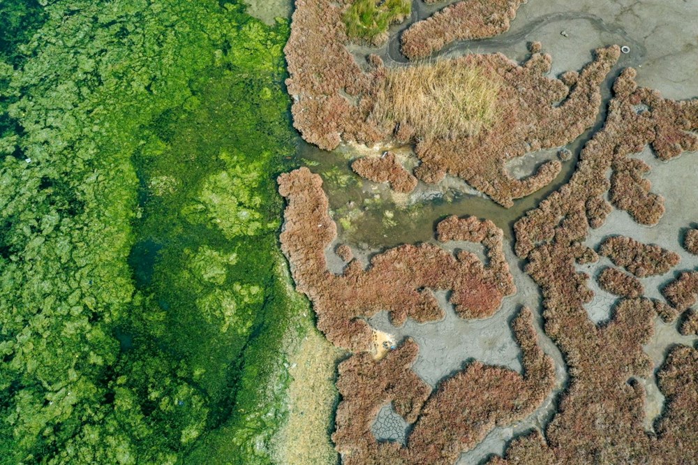 Deniz yosunu, İzmir Körfezi'nde yeniden yayılıyor - 4