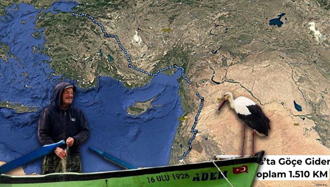Yaren leylek yavrularından ayrıldı: Biri Mısır'da biri Batı Şeria'da