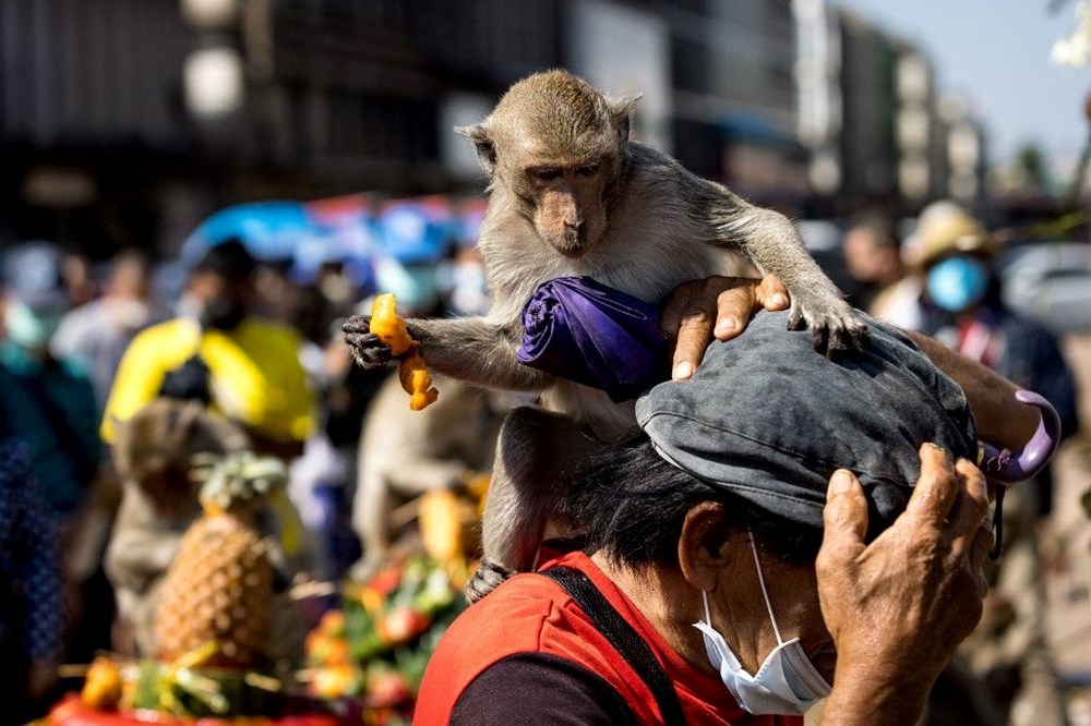 Maymun krallığı gerçek oldu. Şehri istila ettiler, yaşamı durma noktasına getirdiler - 6