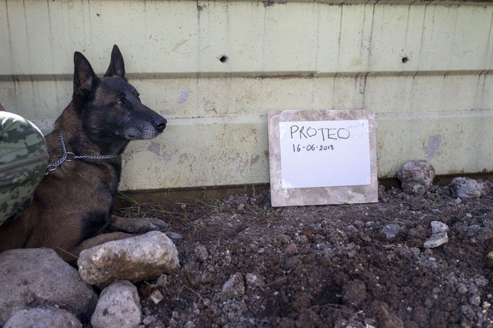 Meksika'nın arama kurtarma köpeği Proteo'ya Adıyaman'da hüzünlü veda: 3 kişinin enkazdan çıkmasını sağladı - 7