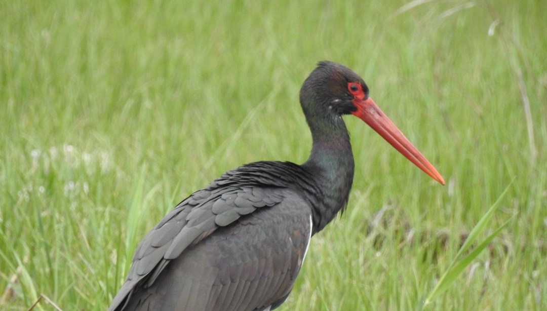 Nadir türler arasında yer alıyor: 10 yıl sonra ilk kez Manisa'da görüldü