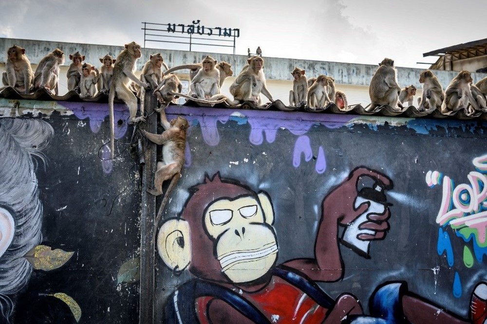 Tayland'ın Lopburi kentinin hakimi maymunlar - 5