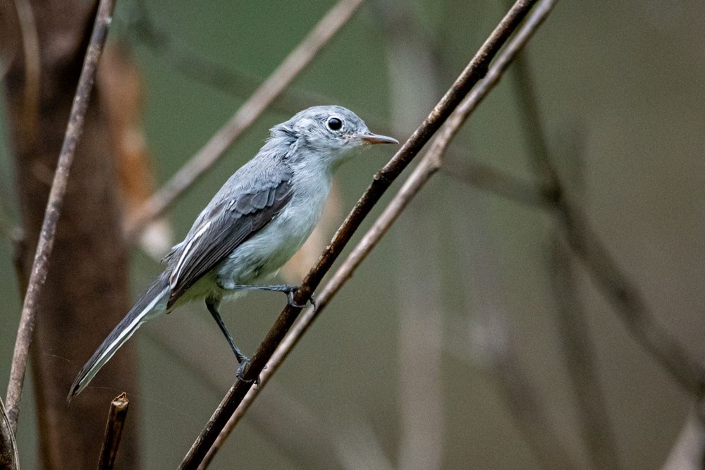 Bilim insanları felaket için tarih verdi: Biyoçeşitlilik krizi kapıda - 2