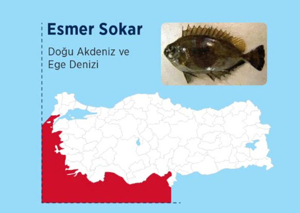 Türkiye'nin denizlerinde hangi zehirli balık türleri var? - 6
