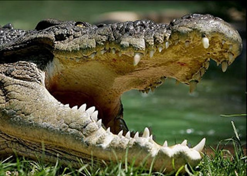 Пасть крокодила. Крокодил с открытой пастью. Крокодил с открытой пастью. Пасть крокодила. Крокодил в зоопарке.
