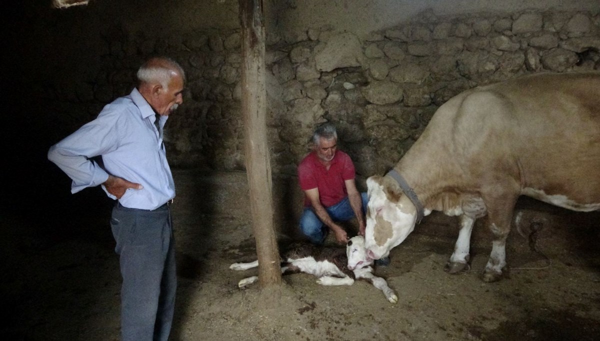Buzağı çift başlı doğdu: Görenler hayrete düştü