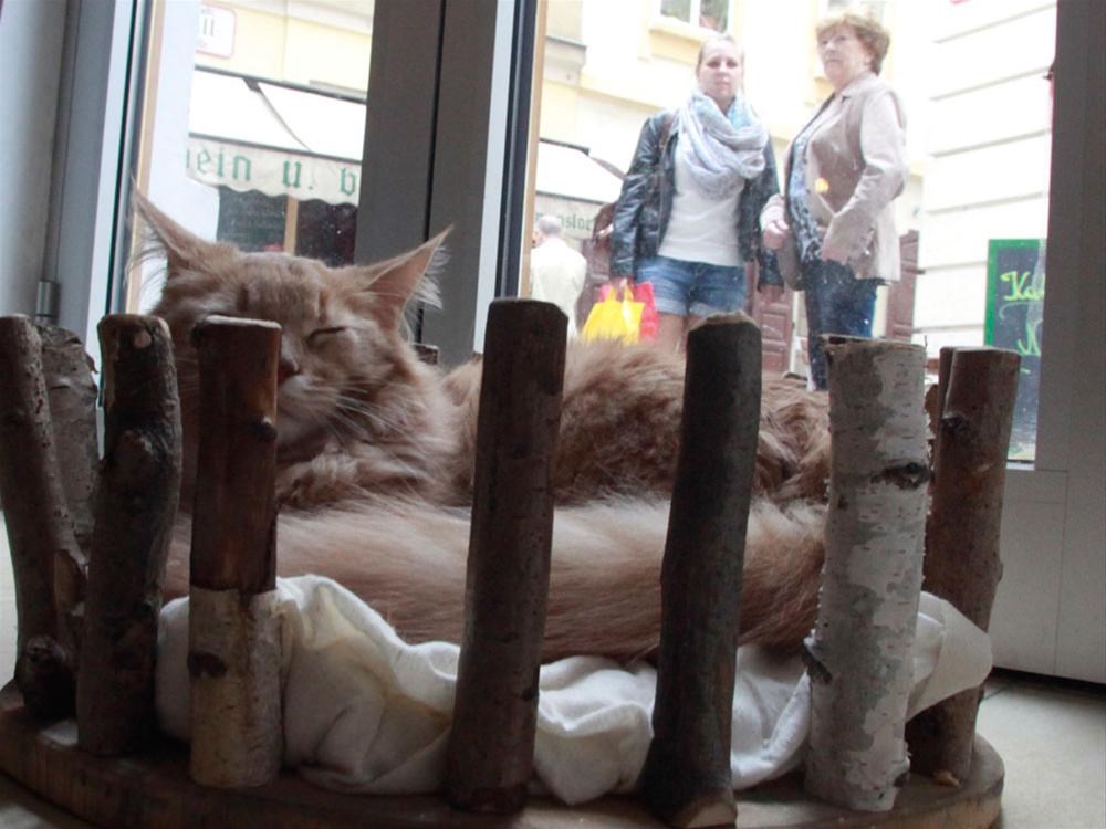 Avrupa�da bir ilk Kedi kafe Magazin Haberleri NTV