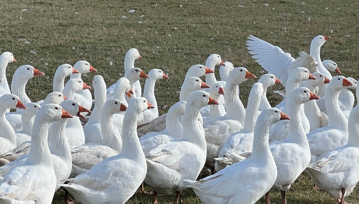 Sezonu geldi: Fiyatı 5 bin liradan başlıyor