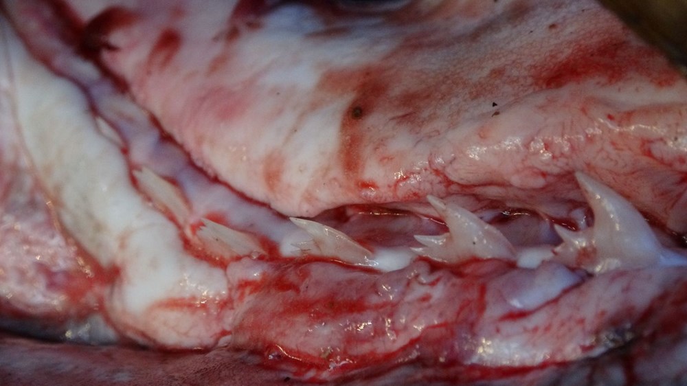 5 metre uzunluğunda ve 400 kilogram ağırlığında dev 'pamuk' cinsi köpek balığı yakaladı - 7