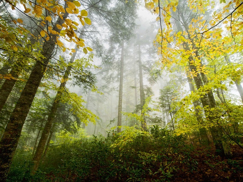 Küre Dağları Milli Parkı, barındırdığı 129 kuş türüyle orman kuşları bakımından Türkiye