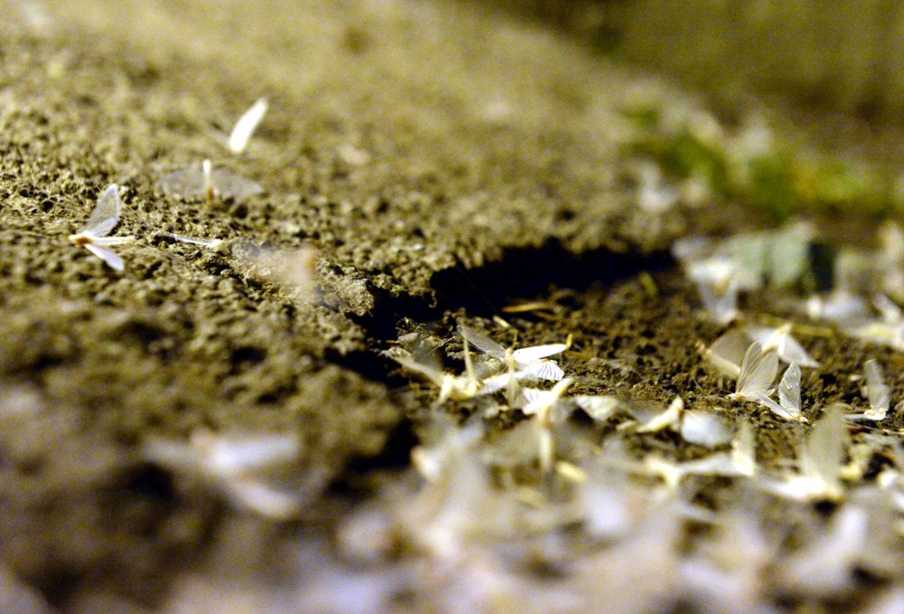 Ardahan'da "bir günlükler"in ölüm uçuşu başladı - 10