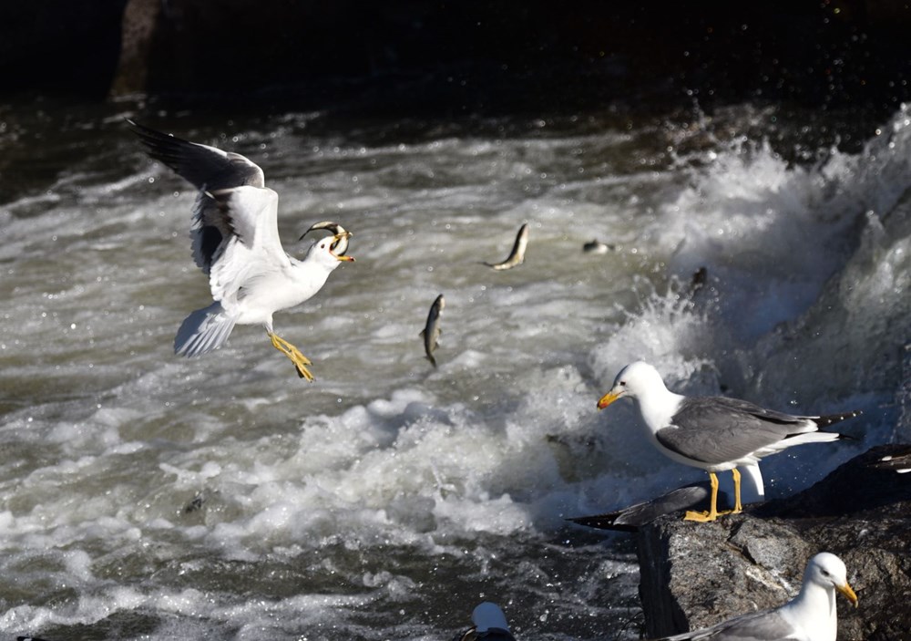 Bu balıkları avlamak sadece martılara serbest - 8