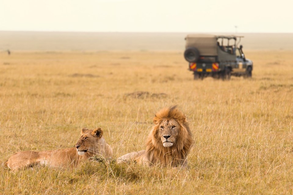 Afrika'da aslan nüfusu tehlike altında - 1