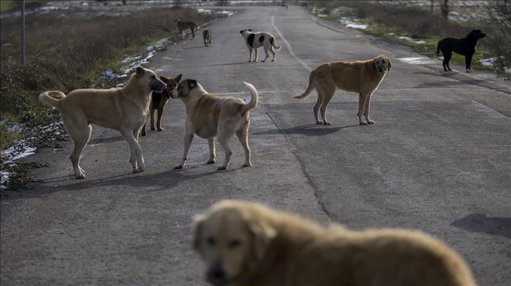 Sahipsiz köpek düzenlemesi: Teklif Genel Kurul'dan geçerek yasalaştı - 7