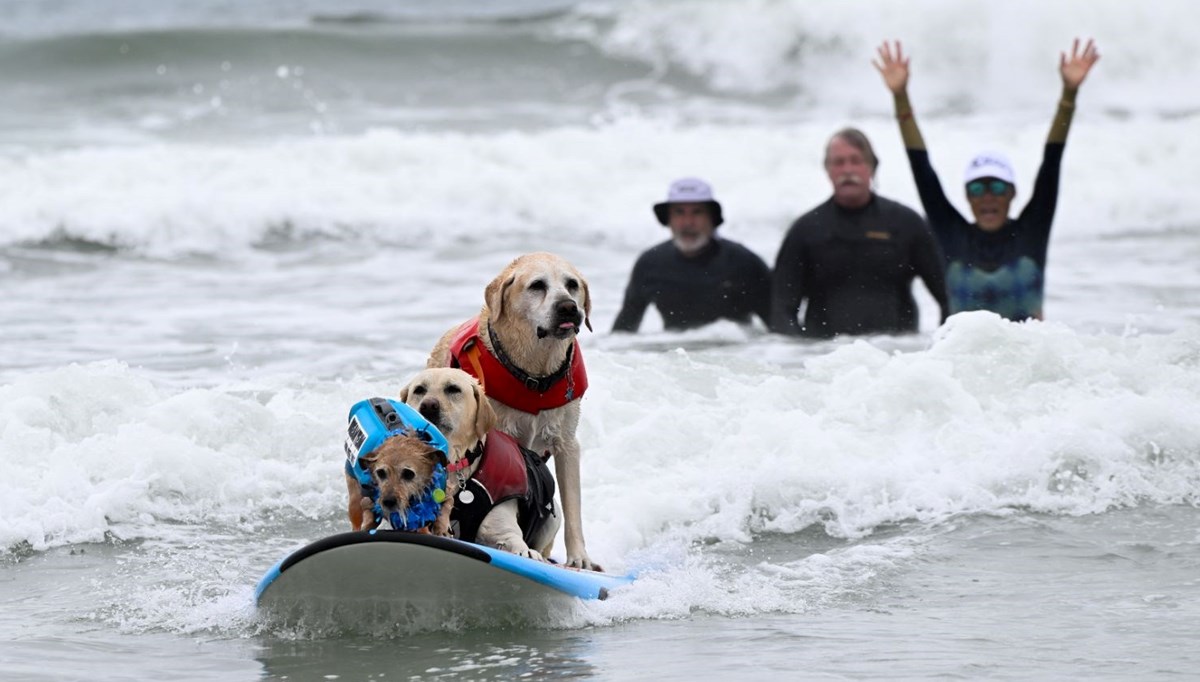Köpekler dalgalara meydan okudu, binlerce kişi izledi