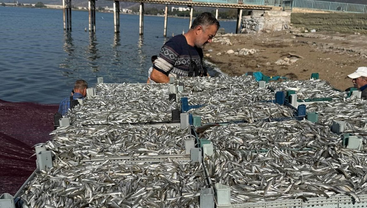 İznik Gölü'nde balıkçılar 5 ton gümüş balığı yakaladı