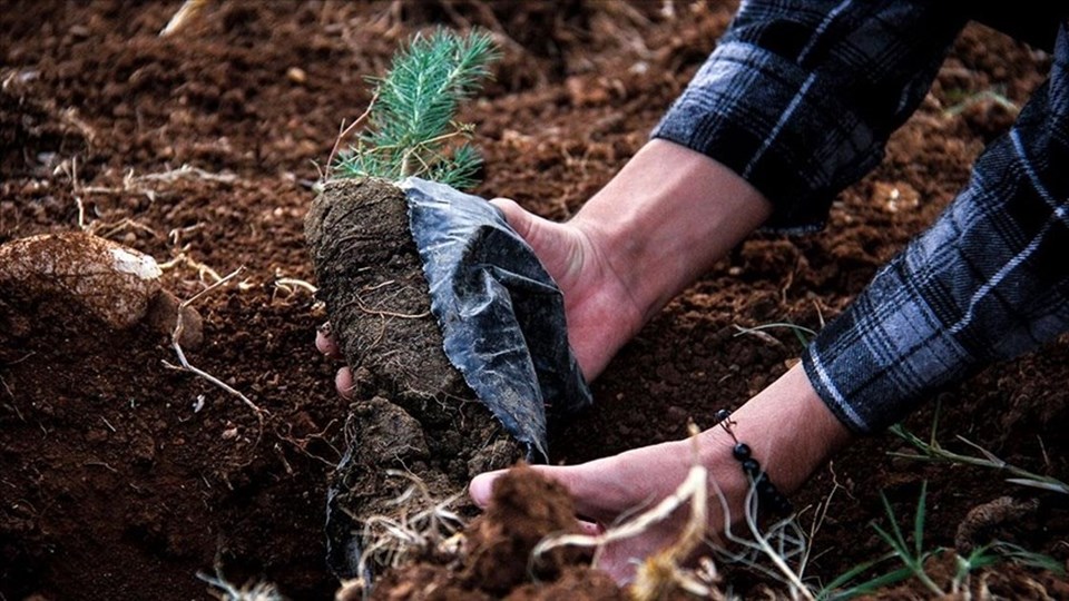 11 Kasım ne günü? Milli Ağaçlandırma Günü'nün tarihi - 2