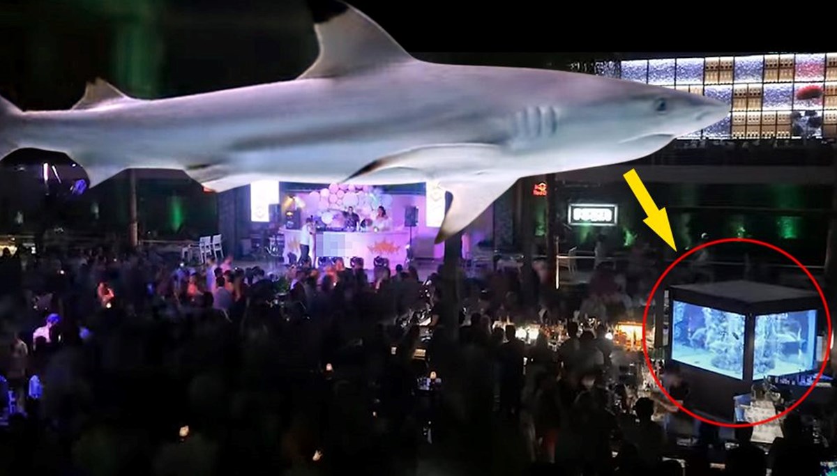 Gece kulübündeki köpek balığı için karar