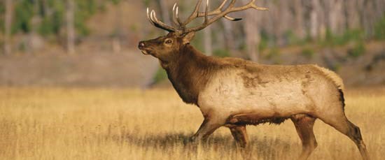 Geyikler Yok Olmasin Diye Ntv