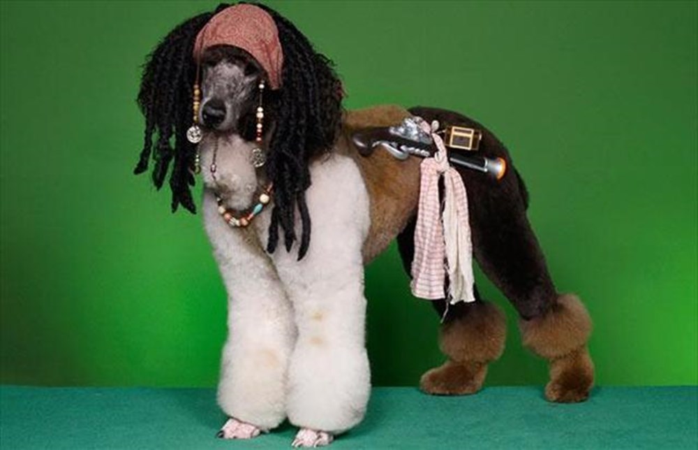 Panda kılıklı köpek! Magazin Haberleri NTV
