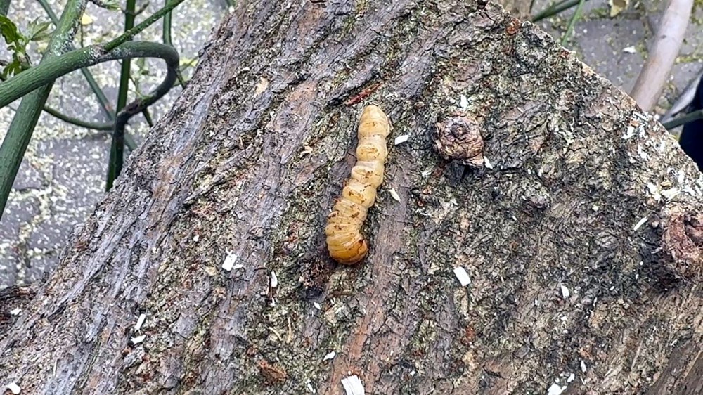 Bu böcek çeşidine dikkat! Bakanlık kırmızı bültenle "Aranıyor" afişi hazırladı 75 Va9D8o AsEWO38VgaNEIqg