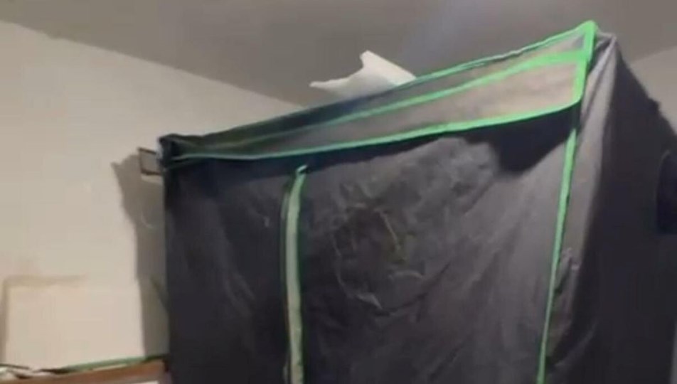 Elbise dolabında hint keneviri yetiştiren öğretmen yakalandı