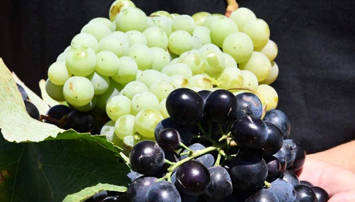 Üzümde rekolte ve kalite kaybı Üzümde rekolte ve kalite kaybı