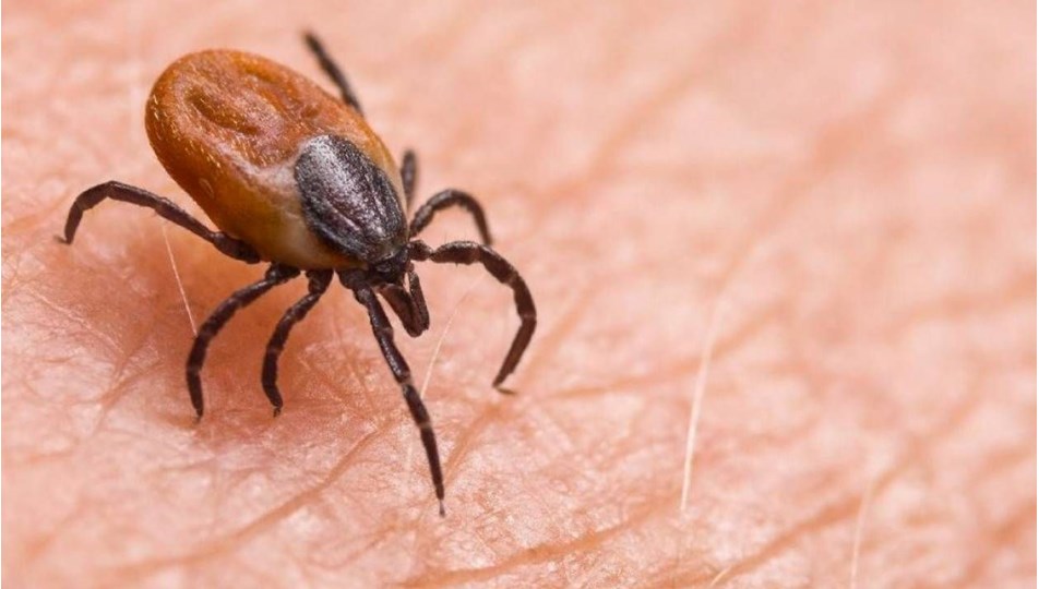 Kene kabusu büyüdü: Ölü sayısı 8'e çıktı - Son Dakika Türkiye Haberleri | NTV Haber