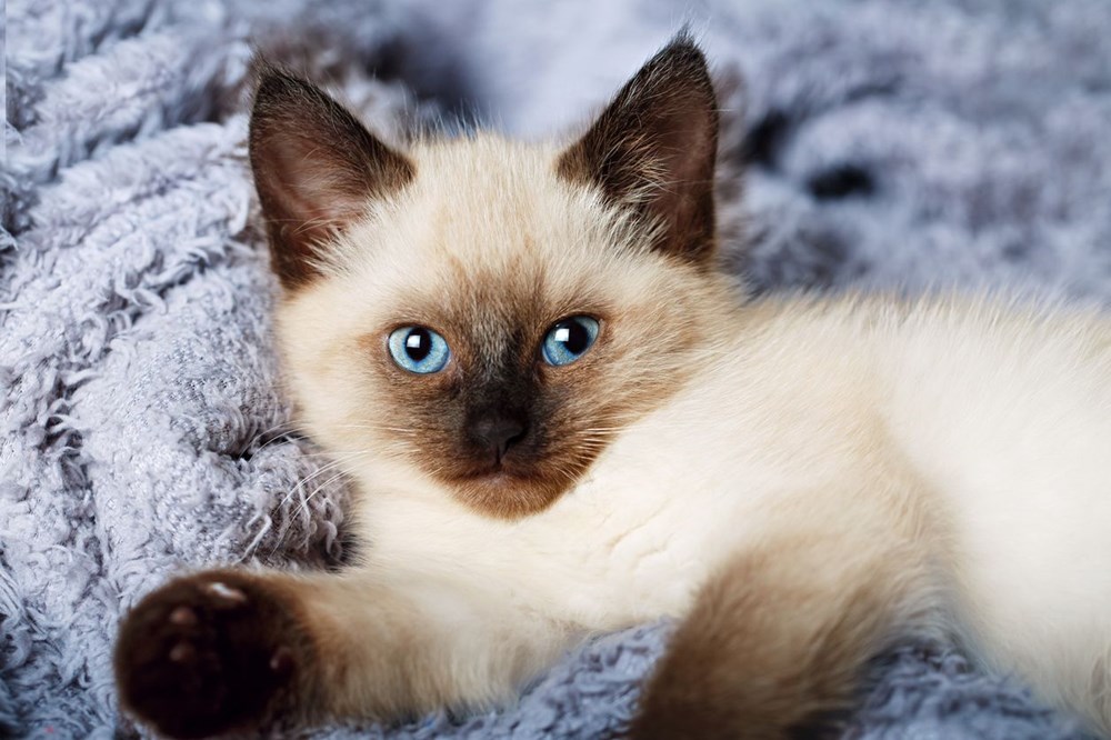 Araştırma: Bütün kedi ırkları içerisinde en saldırganı Van
kedisi - 5