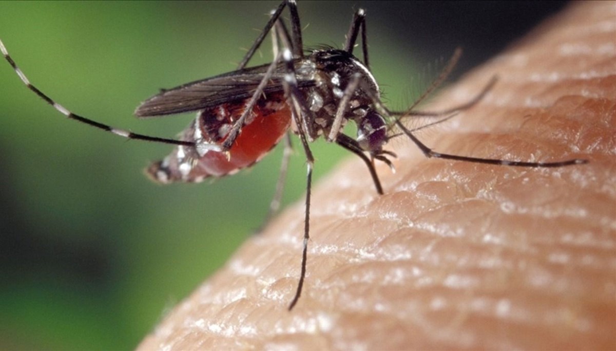 Chikungunya virüsü nedir, nasıl bulaşır? Çin'de ortaya çıkan chikungunya virüsü Türkiye'ye gelir mi?