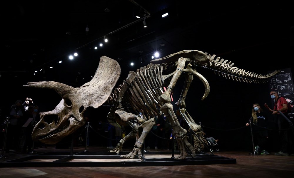 Şimdiye kadar bulunan en büyük triceratops iskeleti 6,6 milyon euroya satıldı - 5