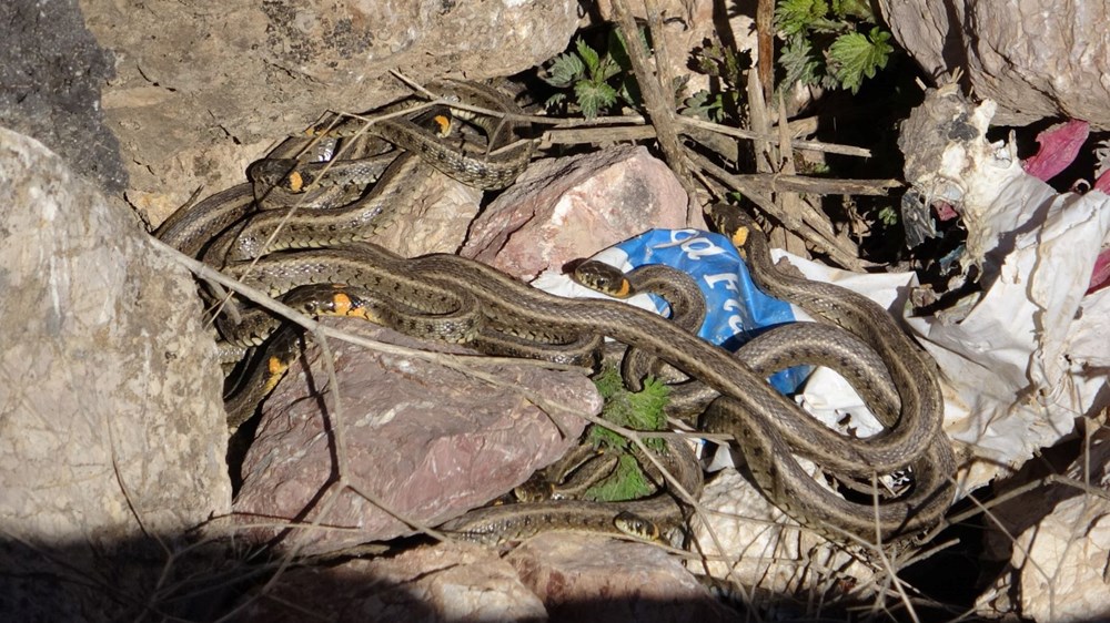 Yüksekova'da sürü halindeki yılanlar Brezilya'nın 'Yılan Adası'nı andırıyor - 10