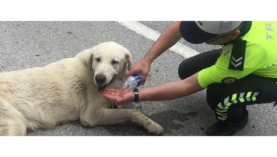 Polis, bitkin köpeği elleriyle besledi NTV