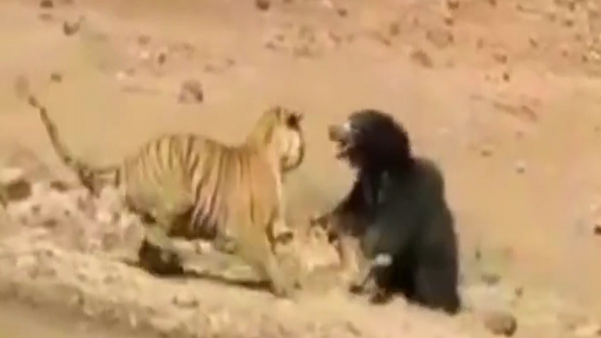 kaplan ve ayinin olumcul dovusu kamerada