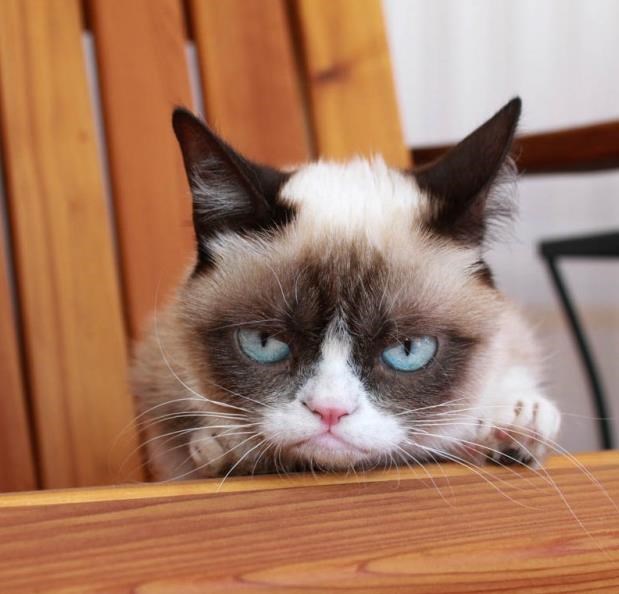 original grumpy cat