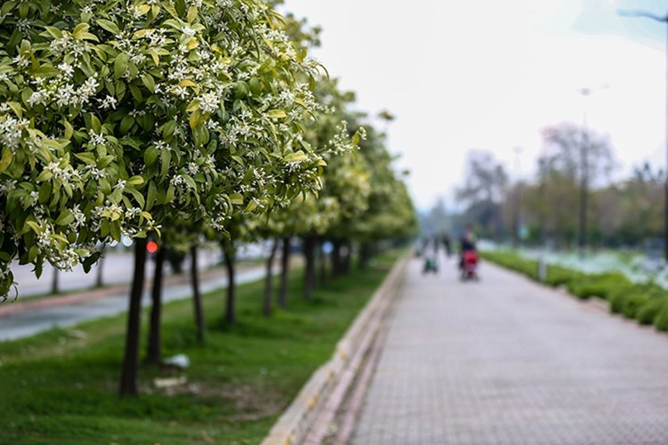 Turunç ve narenciye cenneti Adana'yı portakal çiçeği kokusu sardı - 2