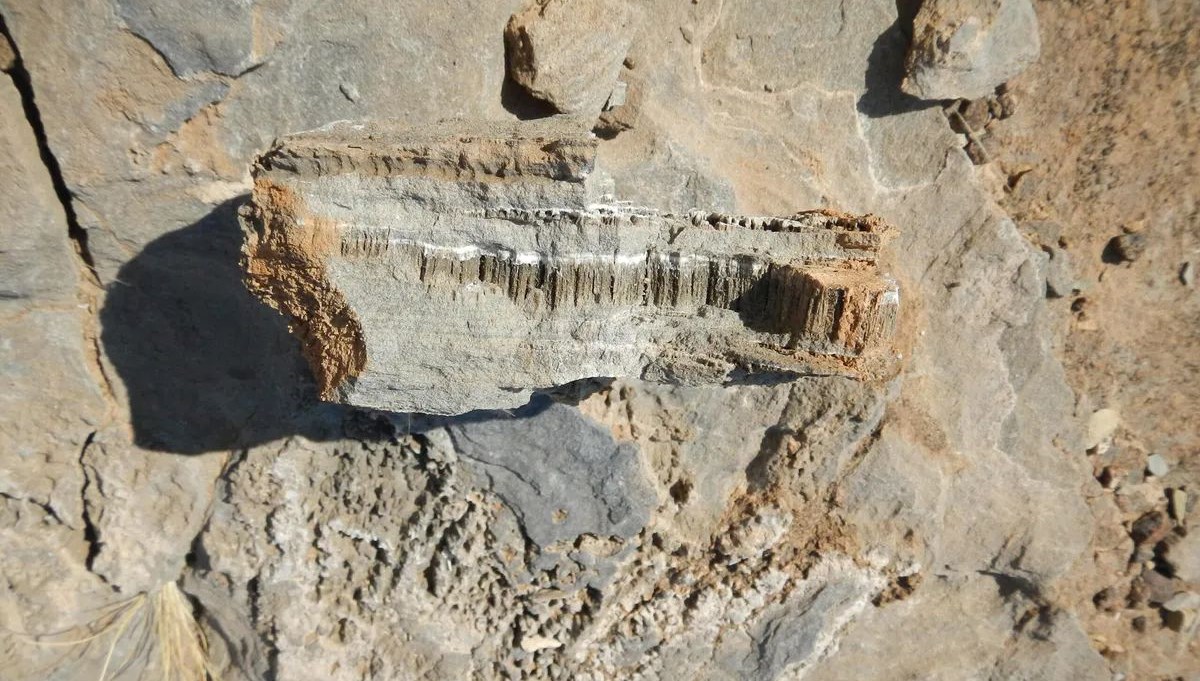 Yeni yaşam formu bulundu