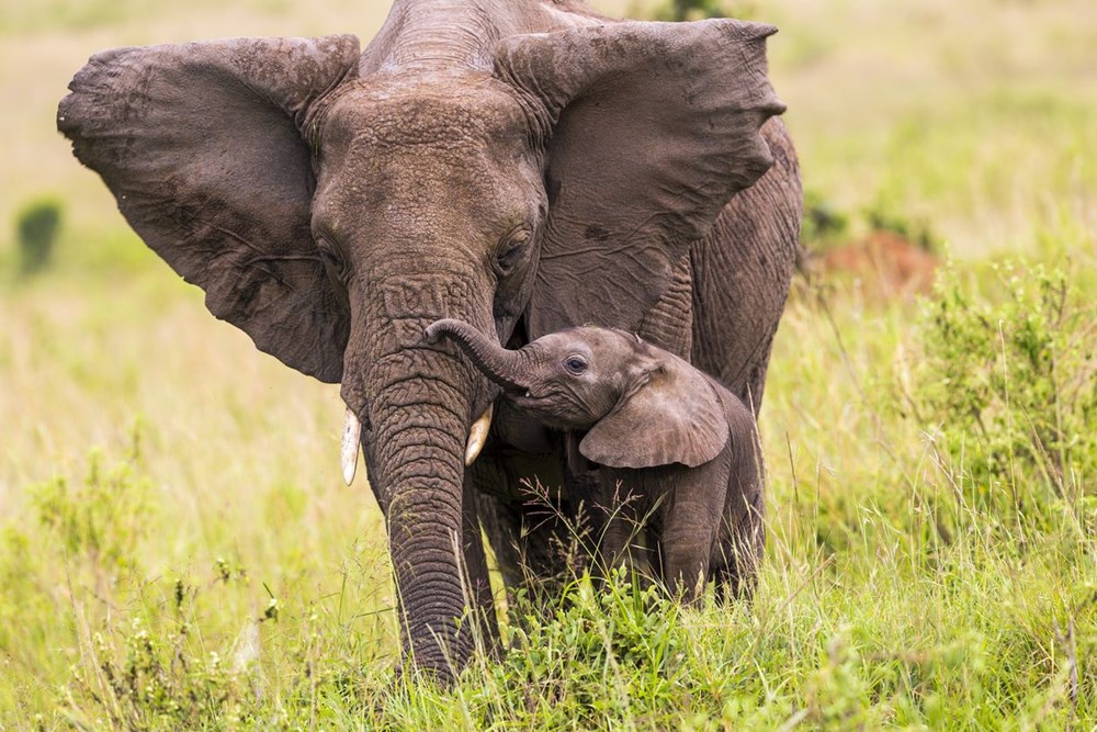 Mozambik'te filler insanlıktan korunmak için mutasyon geçirdi: Artık dişsiz doğuyorlar - 10