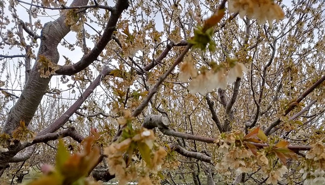 Kraliyet kirazı bu yıl çok az olacak: Zirai don verimi düşürdü