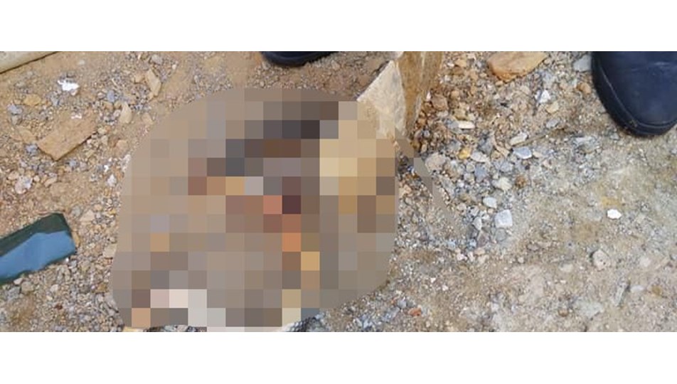 Yılanın öldürülmesi tepki topladı